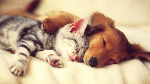 cute-sleeping-dogs-and-cats-wallpaper-1
